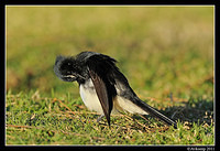 willy wagtail 0450