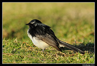 willy wagtail 0452