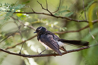 willy wagtail 10709