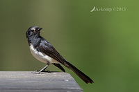 willy wagtail 10713