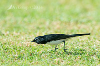 willy wagtail 14250