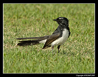 willy-wagtail-sharplast