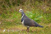 wonga pigeon 3827 001