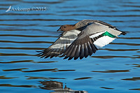 wood duck 0209