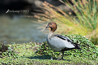 wood duck 10008