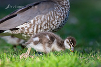 wood duck 10923