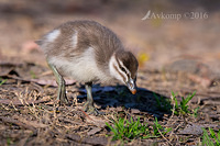 wood duck 10945