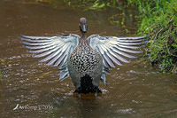 wood duck 12717