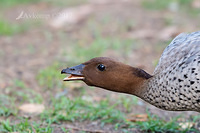 wood duck 14931 cropped