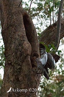 wood duck 16957