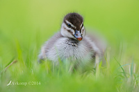 wood duck 17292