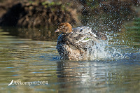 wood duck 18284