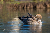 wood duck 18298