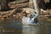 wood duck 19035