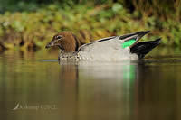 wood duck 5157