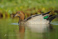 wood duck 5168