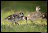 wood duck 6424