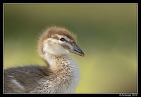 wood duck 6425 cropped