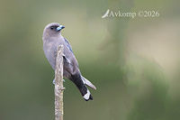 wood swallow 14009
