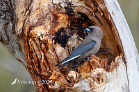 wood swallow 13541