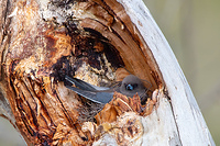 wood swallow 13549