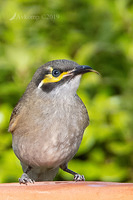 yellow faced honey eater 2095