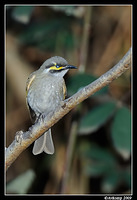 yellow faced honeyeater 4717