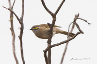 yellow faced honeyeater 0786