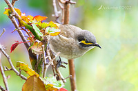 yellow faced honeyeater 8007