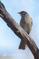 yellow faced honeyeater 8224