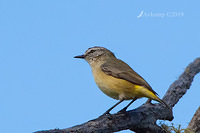 yellow rumped thornbill0896