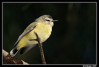 yellow rumped thornbill4257