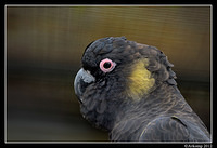 yellow tail black cockatoo 1674