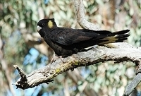 yellow tail black cockatoo 1 std