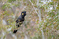 yellow tail black cockatoo 8148