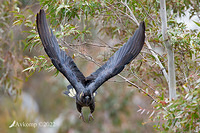 yellow tail black cockatoo 8152