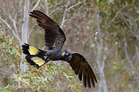 yellow tail black cockatoo 8155