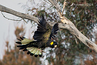 yellow tailed black cockatoo 11522