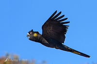 yellow tailed black cockatoo 5381