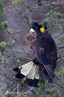 yellow tailed black cockatoo 6578