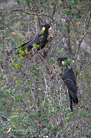 yellow tailed black cockatoo 6585