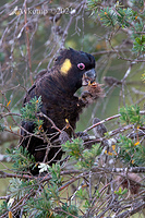 yellow tailed black cockatoo 6593