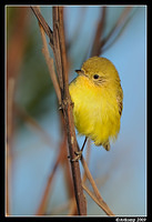 yellow thornbill 4692