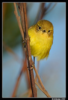 yellow thornbill 4693