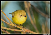 yellow thornbill 4695