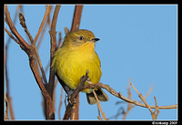 yellow thornbill 4697