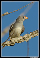 zebra finch 3380