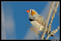 zebra finch 3390