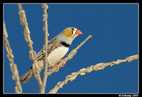 zebra finch 3392