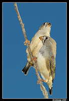 zebra finch 3393